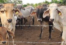 Lucha contra la plaga del gusano barrenador: México refuerza y amplía medidas preventivas