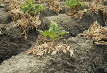 Entregar agua como pide Trump ‘provocaría hambre en la frontera’, advierten productores