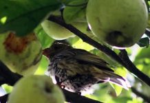 México ‘se la devuelve’ a Trump: Investiga ‘chanchullo’ en importación de manzanas de EU