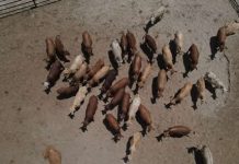 EU valora abrir parcialmente la frontera a ganado tras control de gusano barrenador: Sheinbaum