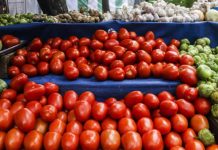 Precio del jitomate hasta 80 pesos por kilo se extenderá al verano, advierten productores
