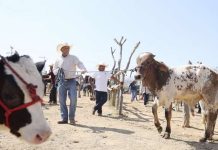 EU da luz verde a México: Retoma la importación de ganado tras prohibición de más de un año