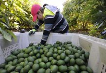 Reactivan a 100% la exportación de aguacate mexicano a Estados Unidos