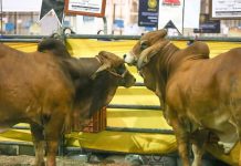 Sader proyecta enviar mil 500 cabezas de ganado al día a EU tras reanudar exportaciones