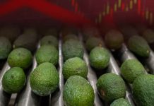 ‘Alerta’ para el aguacate mexicano: Exportaciones caen 25% en primera mitad de 2026
