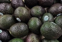 México exportó 501 mil 824 toneladas de aguacate hacia EU entre enero y abril: Sader
