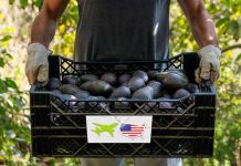 Guardia Nacional reforzará vigilancia en Michoacán para reactivar exportación de aguacate a EU: Sheinbaum