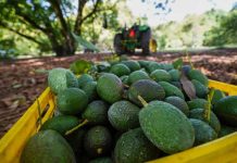 EU suspendió de forma temporal las exportaciones de aguacate michoacano por una alerta de seguridad