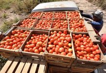 EU rechaza eliminar arancel antidumping a tomate mexicano: ‘No hay cambios suficientes para revocarlo’