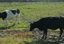 Descartan brote de fiebre aftosa: Reanudarán exportaciones de ganado a EU el 20 de octubre
